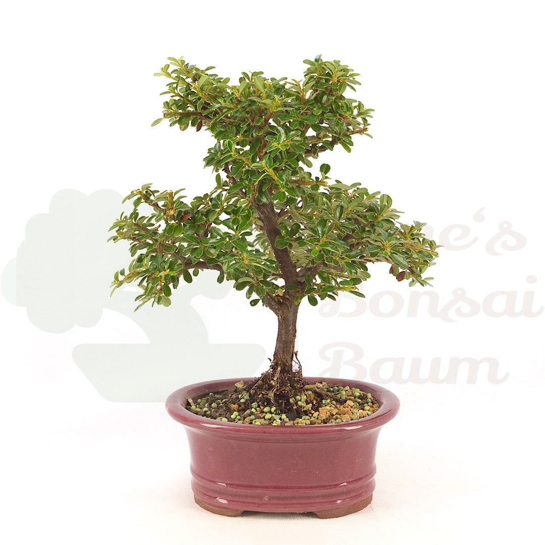 Teppich-Zwergmispel 'Cotoneaster dammeri 'Skogholm'